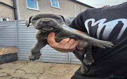 Cane Corso dogs for sale: Look 👀 absolutely stunning cane corso. - Image 18