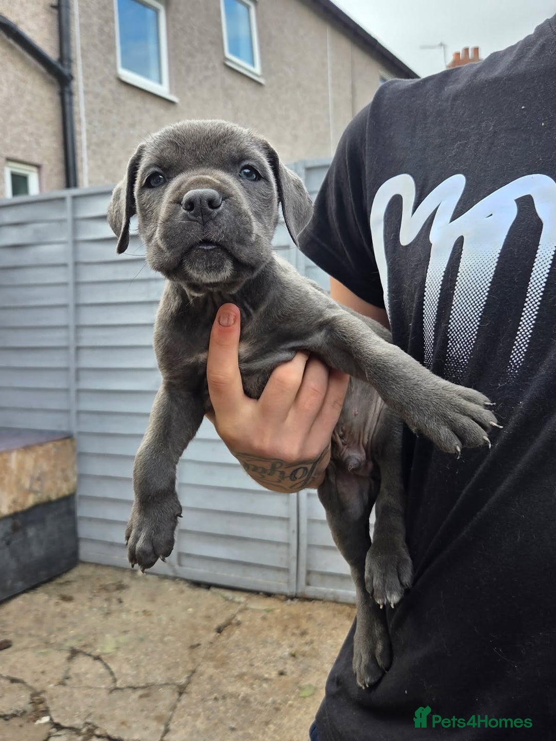 Cane Corso dogs for sale: Look 👀 absolutely stunning cane corso. - Image 18