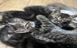 Ragdoll cats for sale: Kittens - Image 5