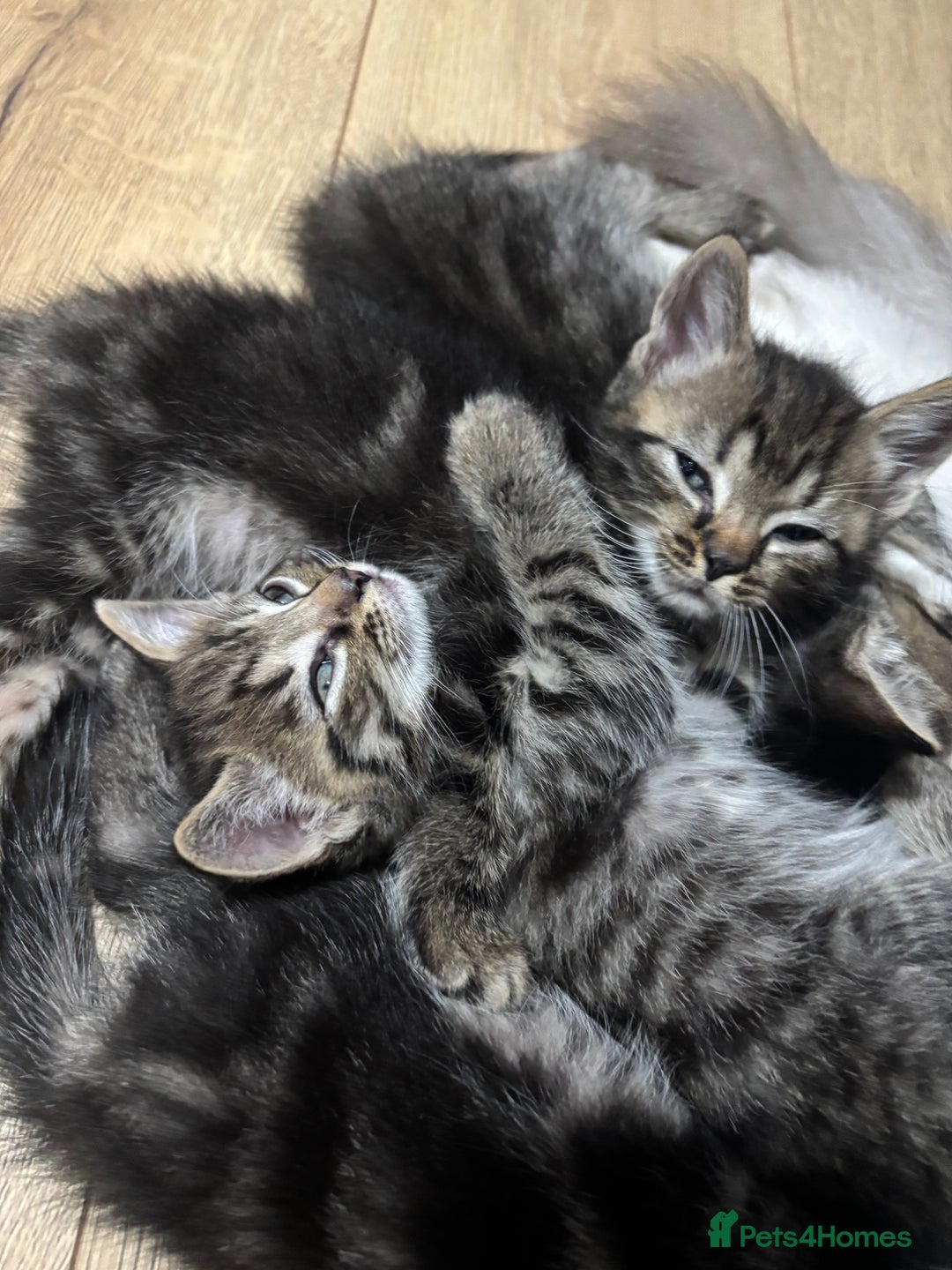 Ragdoll cats for sale: Kittens - Image 5