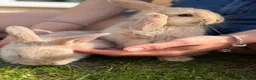 Mixed Breed rabbits for sale: 3 Adorable baby bunnies, ready 15 june in Telford - Advert 3