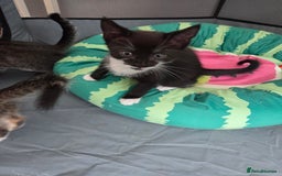 Mixed Breed cats for sale: 🐾Last Kitten – Black & White Boy Ready Now🐾 - Image 5