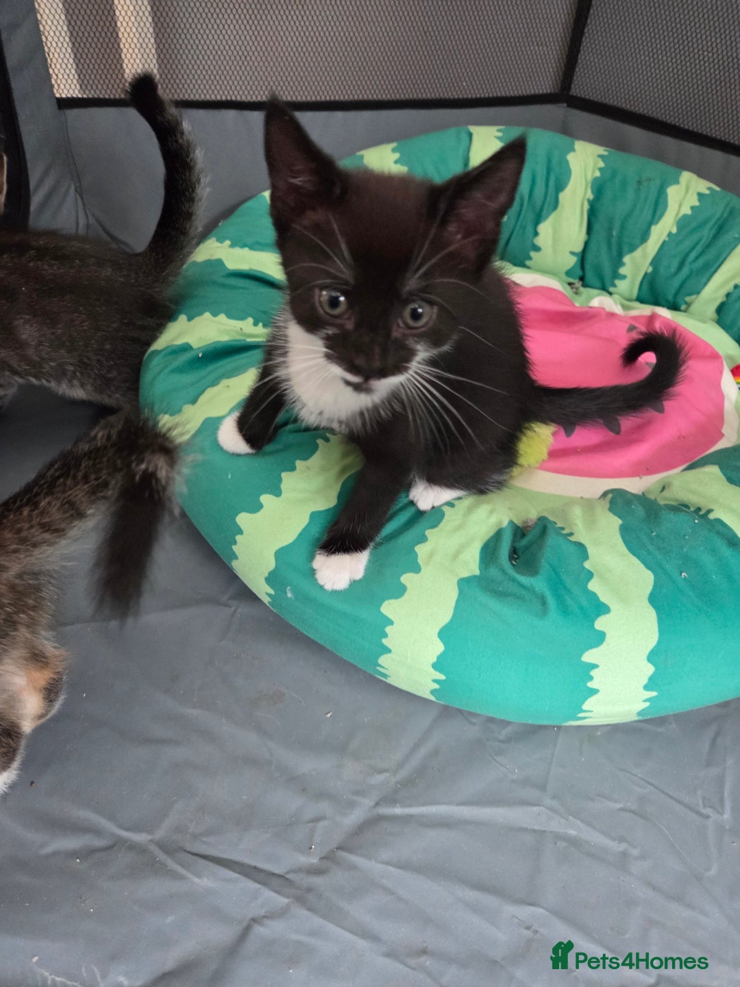 Mixed Breed cats for sale: 🐾Last Kitten – Black & White Boy Ready Now🐾 - Image 5