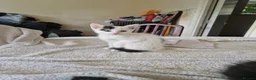 Mixed Breed cats for sale: Adorable kittens for sale  - Advert 21