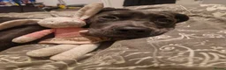 Cane Corso dogs for sale: Beautiful gentle female cane corso in Gloucester - Advert 7