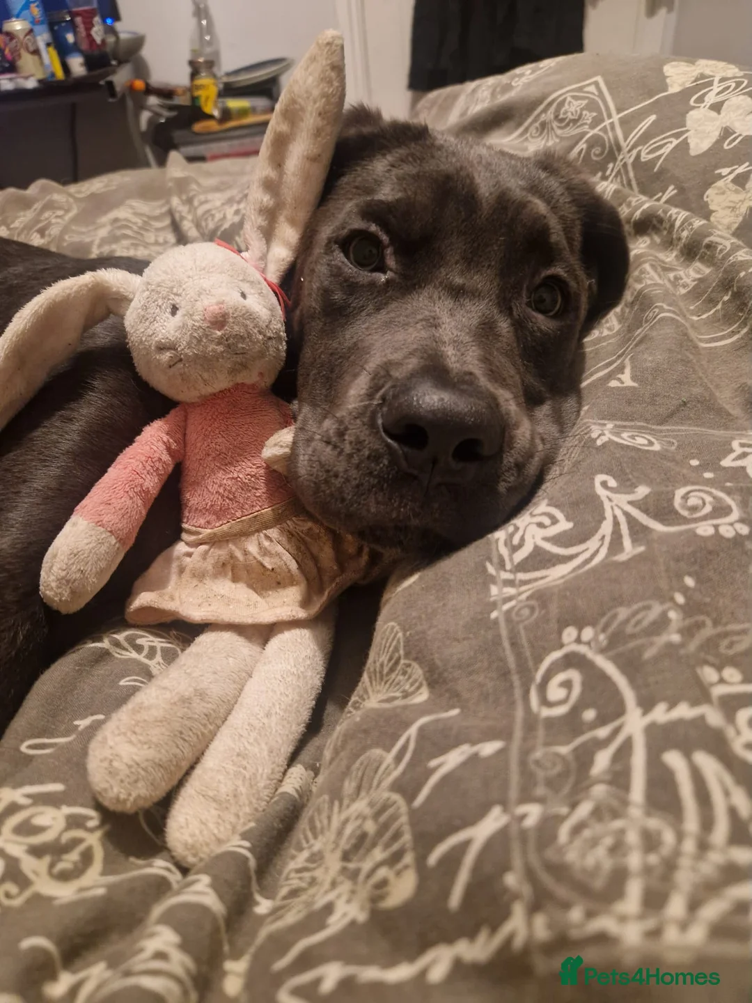 Cane Corso dogs for sale: Beautiful gentle female cane corso in Gloucester - Advert 7