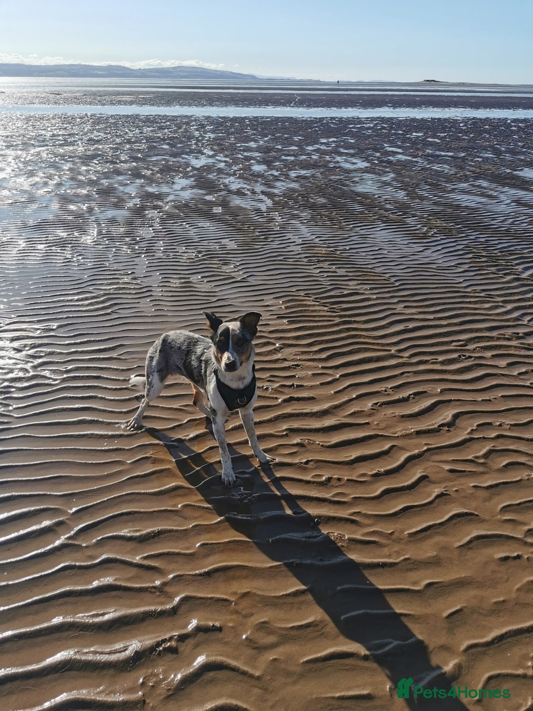 Border Collie dogs for sale: Border Collie looking for a new caring home - Image 10