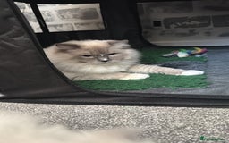 Ragdoll cats for sale: 5 gorgeous pedigree ragdolls - Image 7