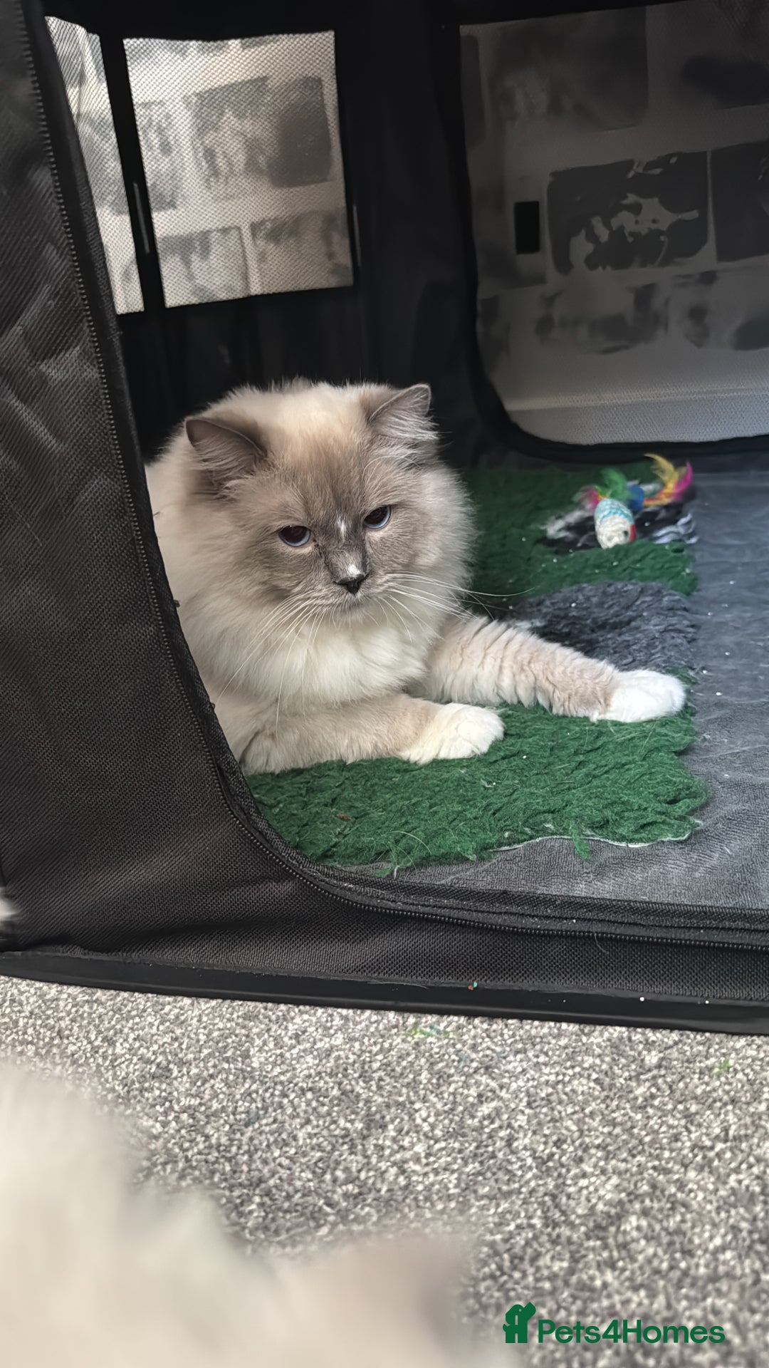 Ragdoll cats for sale: 5 gorgeous pedigree ragdolls - Image 7