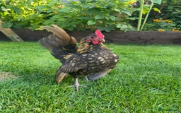 Chickens poultry for sale: Serama chicks for sale  - Image 7