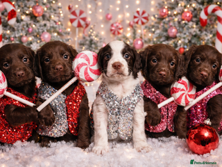 Cocker Spaniel dogs 5 Beautiful working cocker spaniel puppies - Advert 13