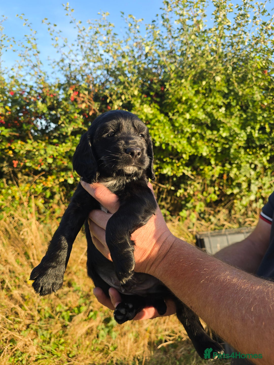 Sprocker dogs for sale: Working sprocker pups  - Image 1