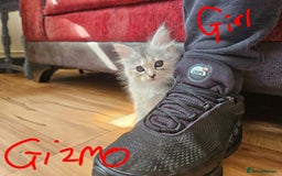 Ragcoon cats for sale: Mainecoon x Ragdoll kittens - Image 10