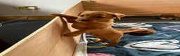 Labrador Retriever dogs for sale: American Fox Red labrador - Advert 3