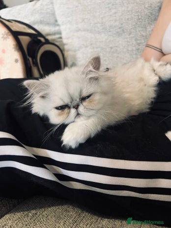 Persian cats - Advert 3