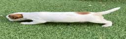 Jack Russell dogs for sale: Beautiful Jack Russell puppies  - Advert 9