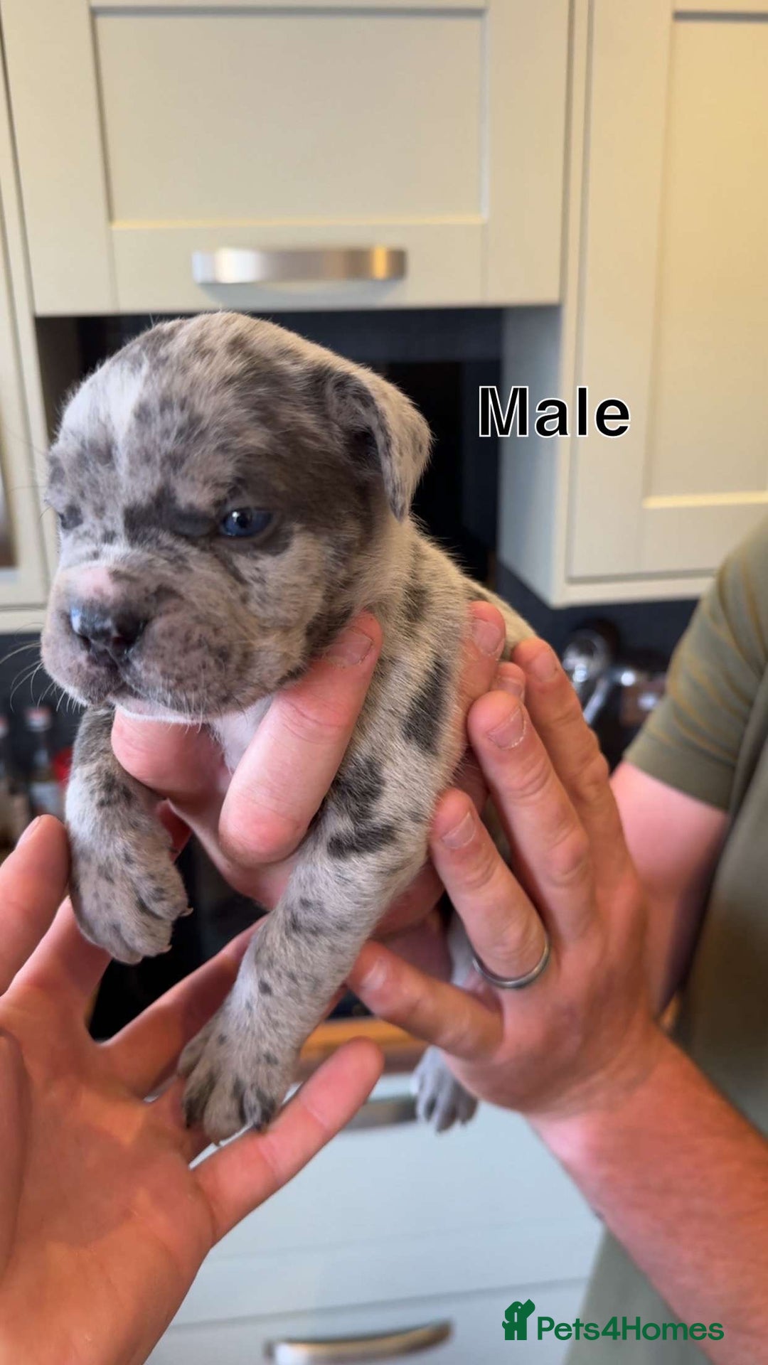 Cane Corso dogs for sale: Cane Corso Puppies - Image 2