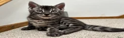 Bengal cats for sale: READY NOW ActiveTICA SilverCharcoal Bengal Kittens - Advert 25