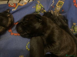 Mixed Breed dogs Belgian malanious mixed canecorso - Advert 1