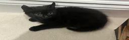 Mixed Breed cats for sale: 😍 3 Adorable Black & Tuxedo Kittens 🐈‍⬛💕 - Advert 14