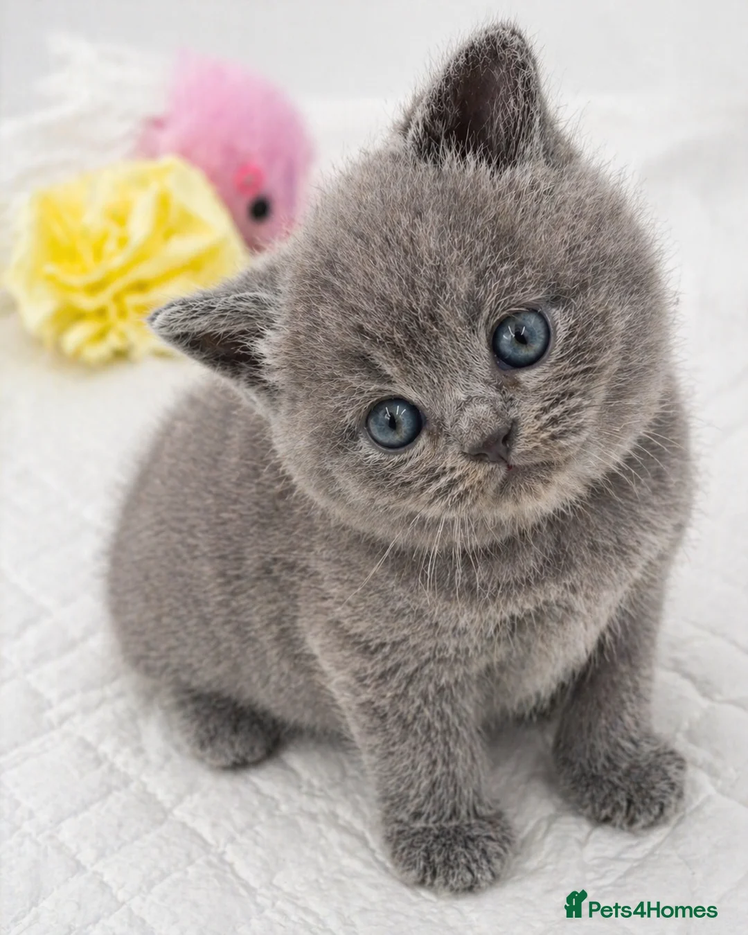 British Shorthair cats for sale: 🐾 Stunning British Shorthair (Blue) Kittens –  🐾 - Advert 2