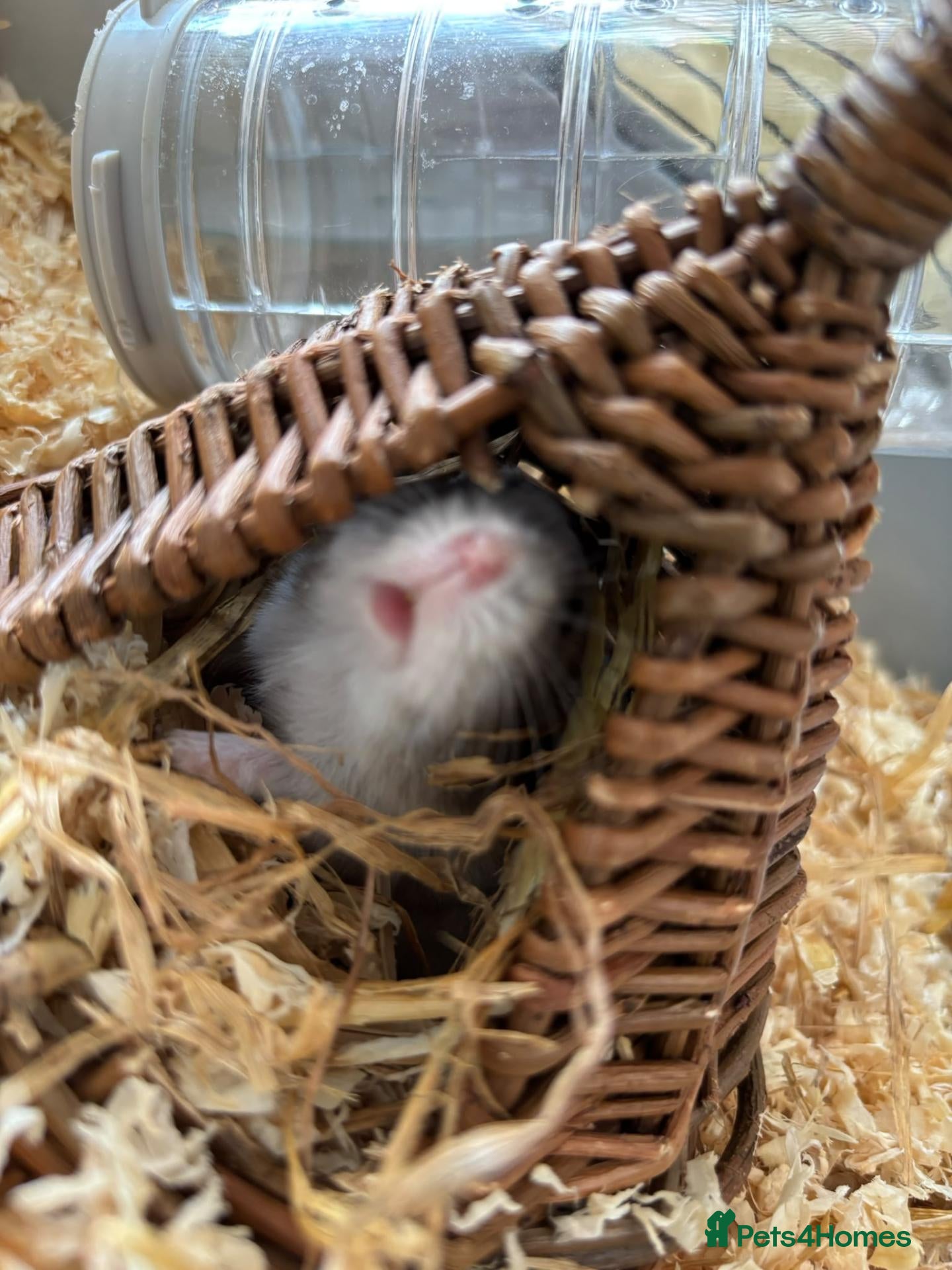 Hamster rodents Doddy little hamster  - Advert 2