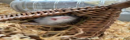 Hamster rodents for sale: Doddy little hamster  - Advert 2