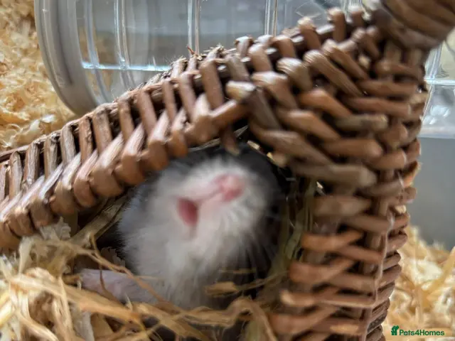 Hamster rodents Doddy little hamster - Advert 2