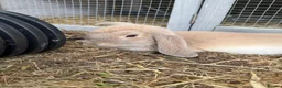 Dwarf Lop rabbits for sale: Dwarf Lops - Advert 6