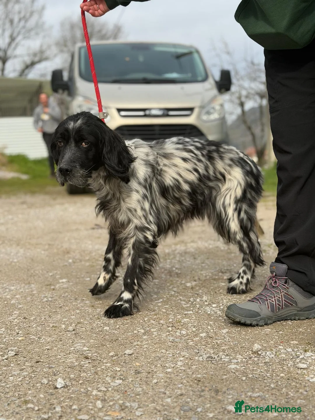 English Setter dogs for adoption: Bixkor - Advert 5