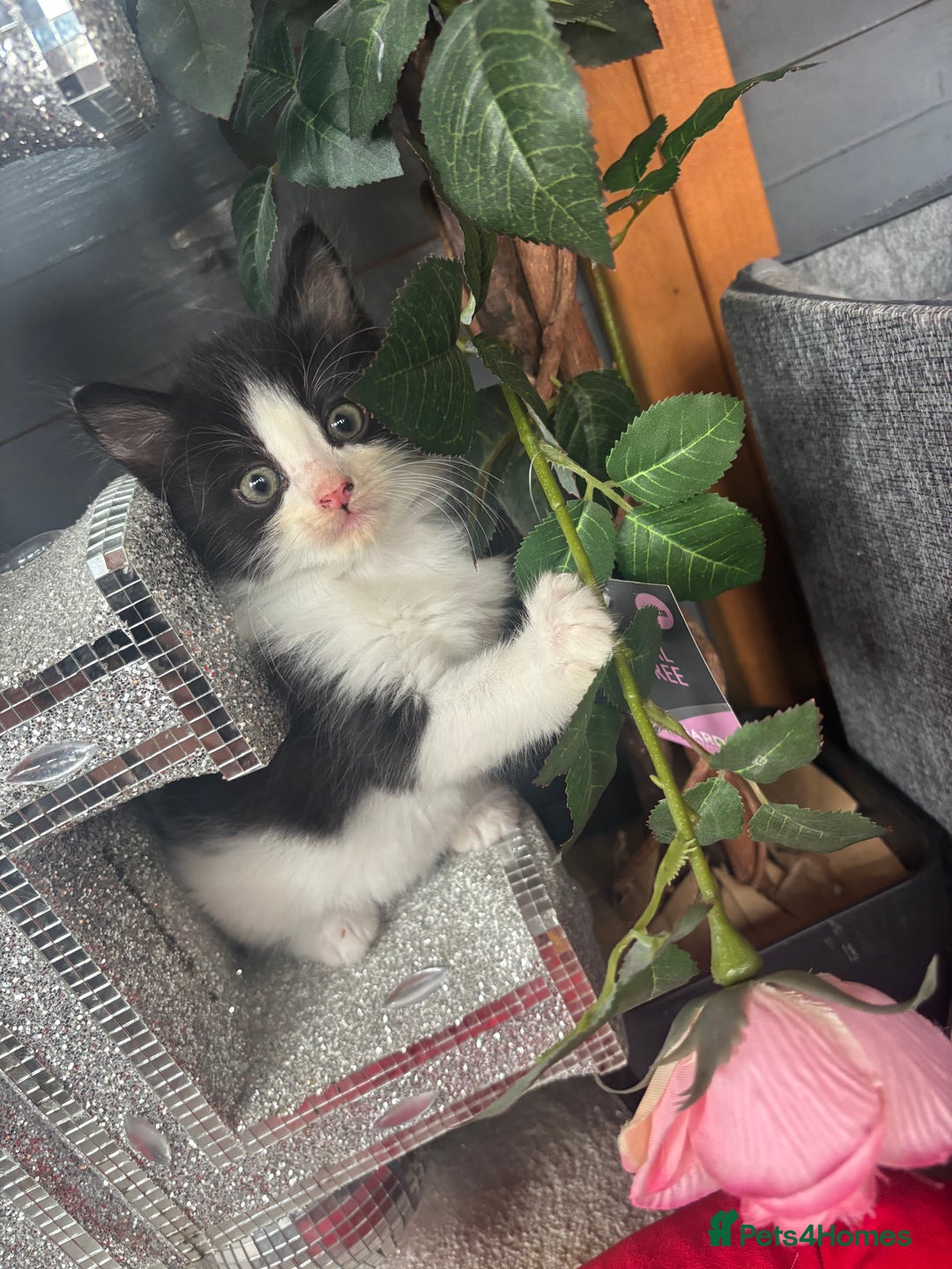 Ragdoll cats for sale: 3 beautiful ragdoll kittens available  - Image 7