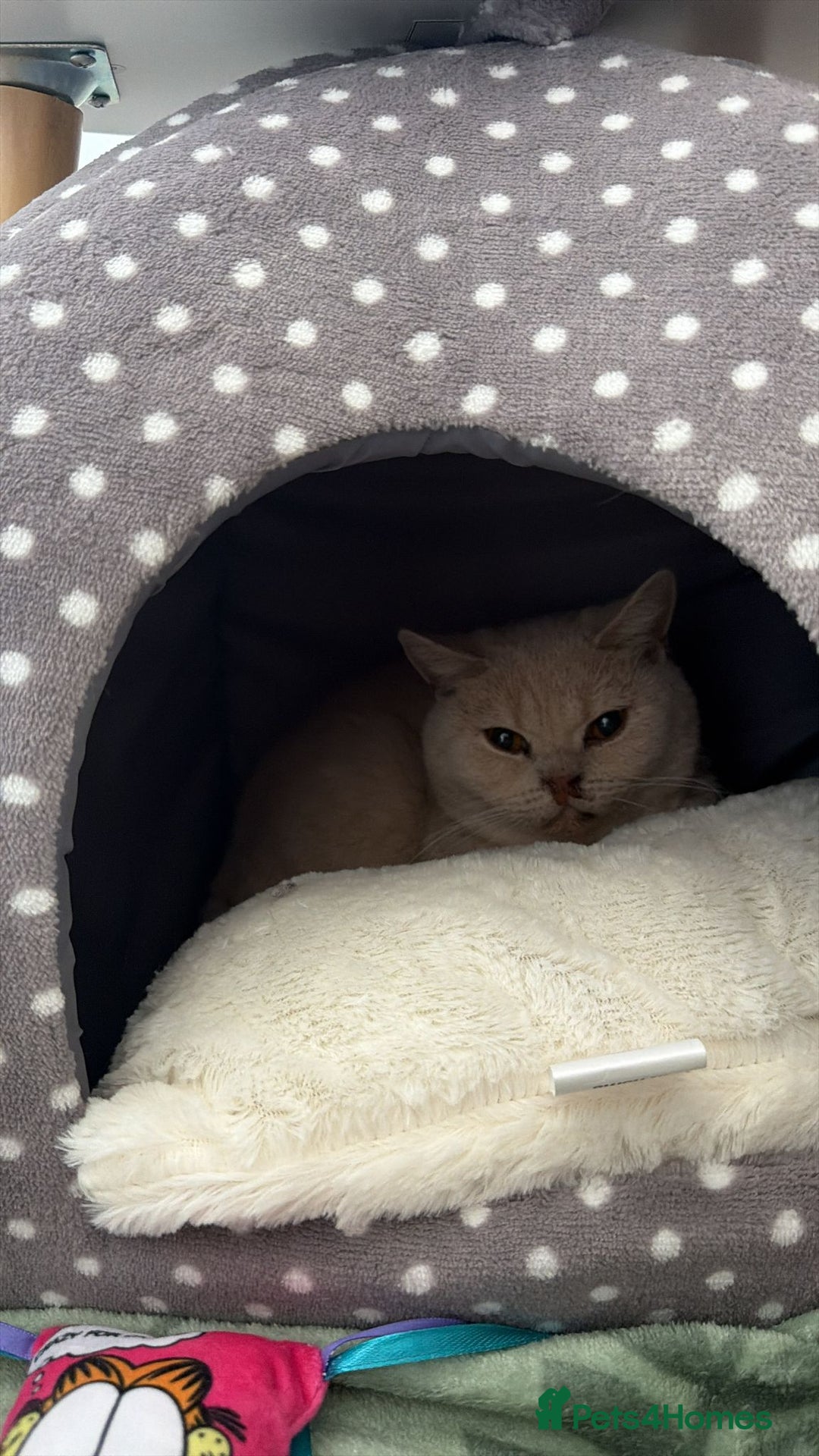 British Shorthair cats for sale: Very lovable ember  - Advert 4