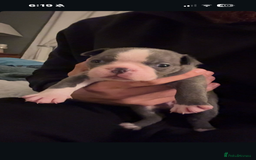 Boston Terrier dogs for sale: Exceptional Blue Boston Terrier Puppies 💙🐾 - Image 12