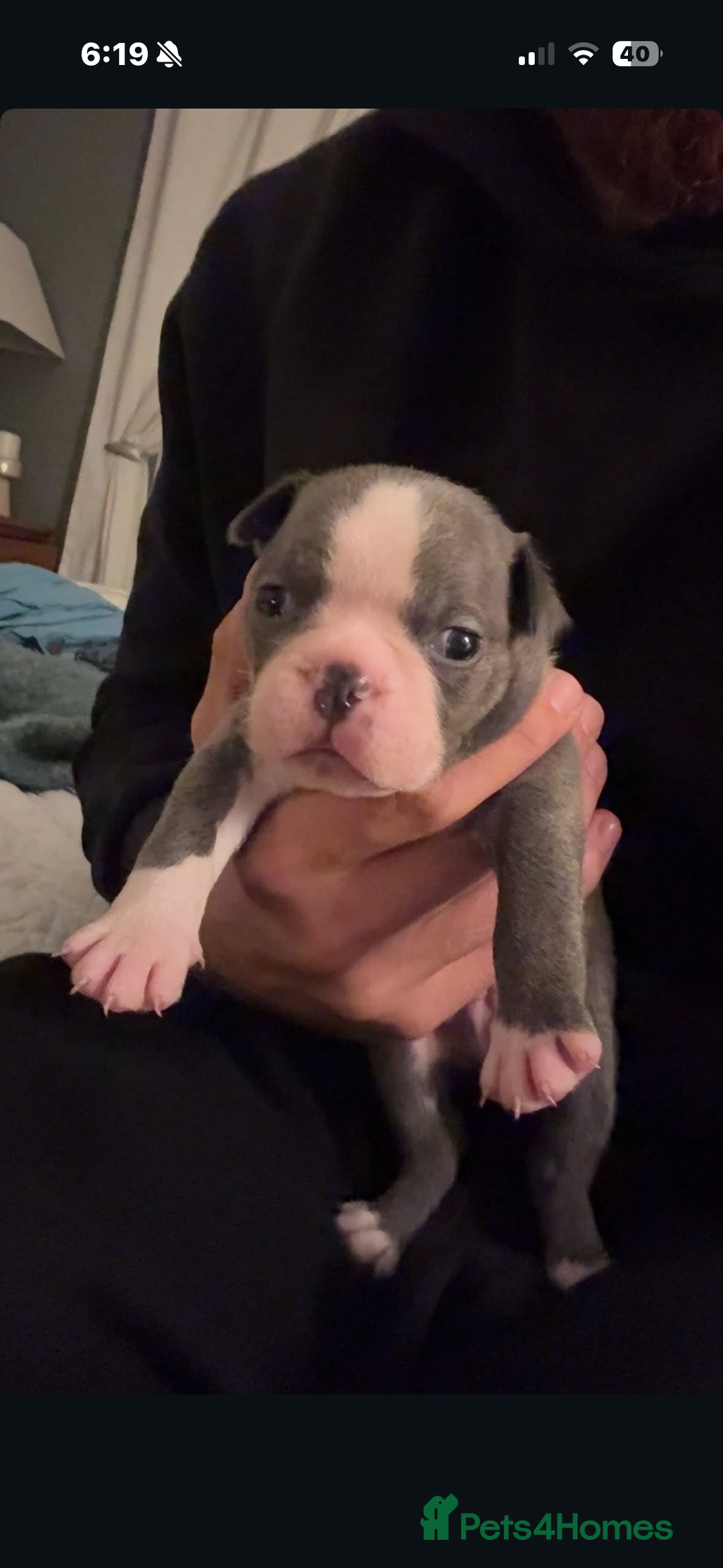 Boston Terrier dogs for sale: Exceptional Blue Boston Terrier Puppies 💙🐾 - Image 12