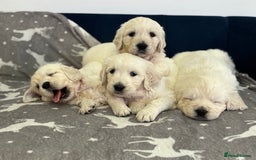 Golden Retriever dogs for sale: Golden Retriever Puppies 5 Generation Pedigree - Image 2