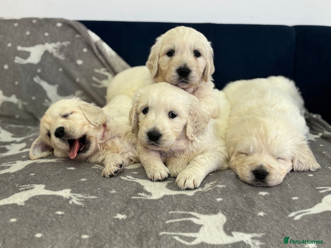 Golden Retriever dogs for sale: Golden Retriever Puppies 5 Generation Pedigree - Image 2