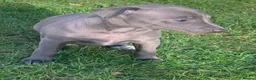 Italian Greyhound dogs for sale: KC italian greyhound puppie for sale  - Advert 1