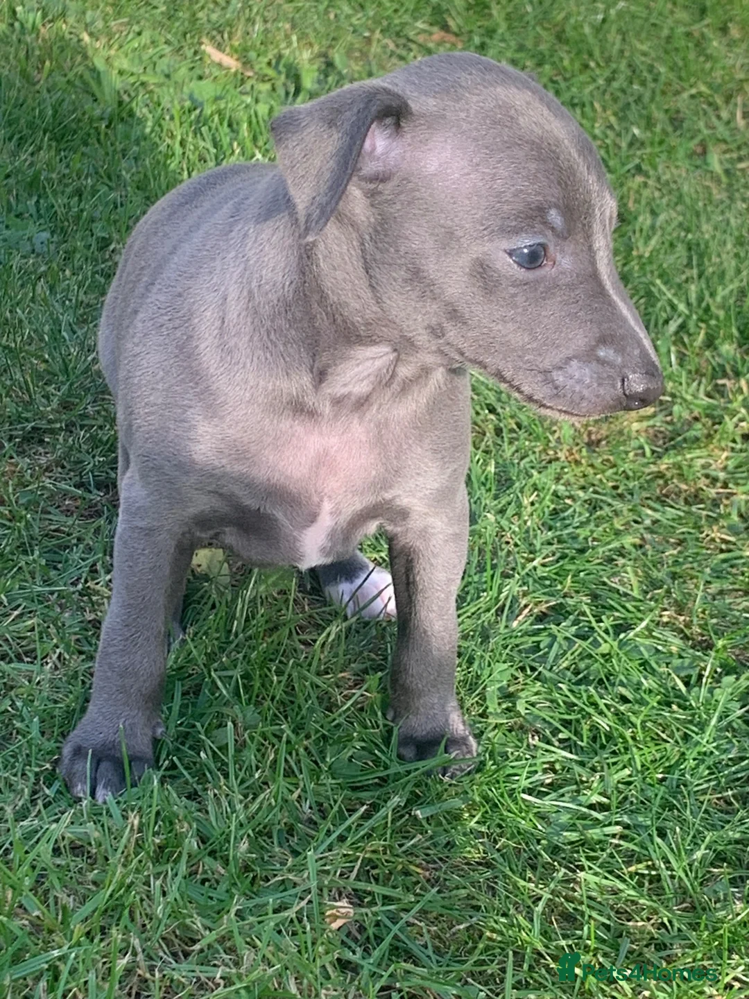 Italian Greyhound dogs for sale: KC italian greyhound puppie for sale  - Advert 1