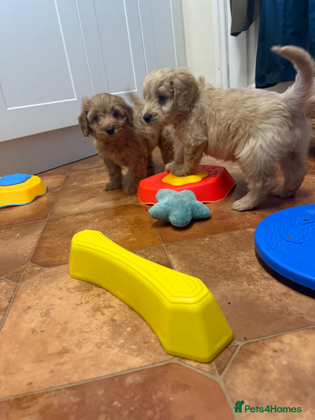 Cockapoo dogs for sale: Beautiful Health Tested Cockapoo Puppies - Advert 11