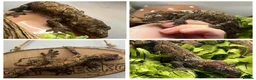 Gecko reptiles for sale: CB24 Mainland Chahoua geckos |  breeding pair  - Advert 1