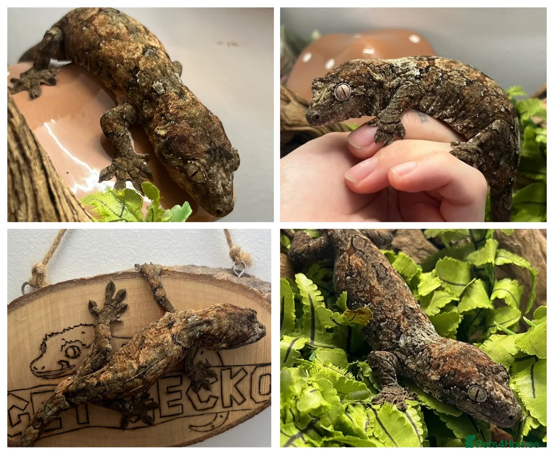 Gecko reptiles for sale: CB24 Mainland Chahoua geckos |  breeding pair  - Advert 1
