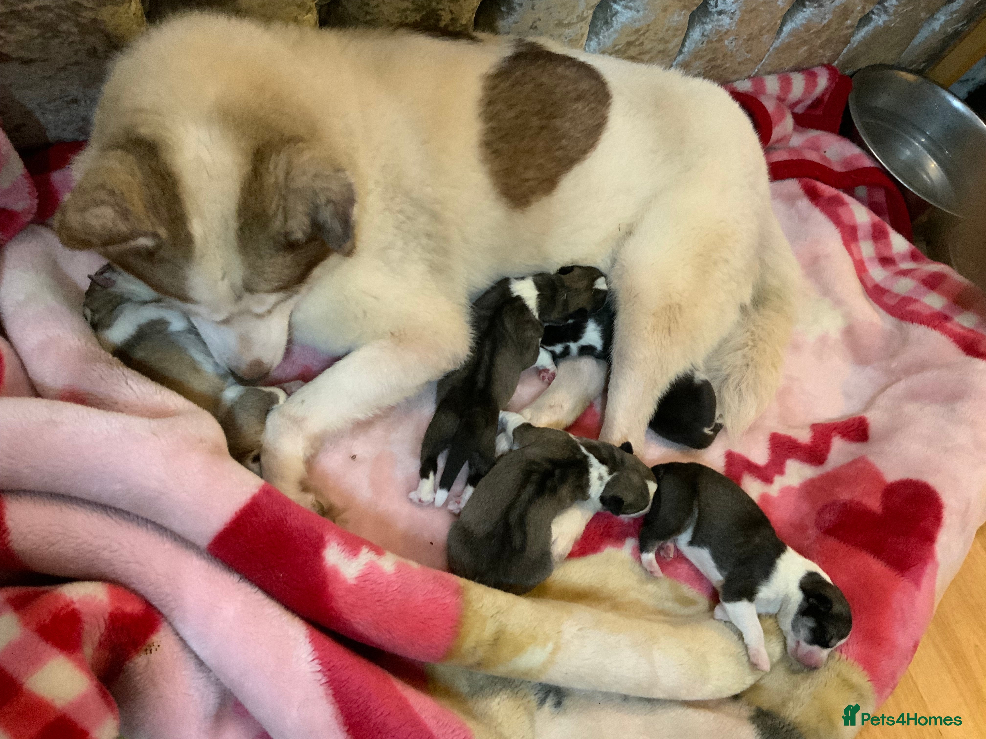 Siberian Husky dogs Amazing Siberian Husky - Advert 3