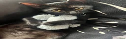 Mixed Breed cats for sale: Sweetest male 6 month old kitten  - Advert 1