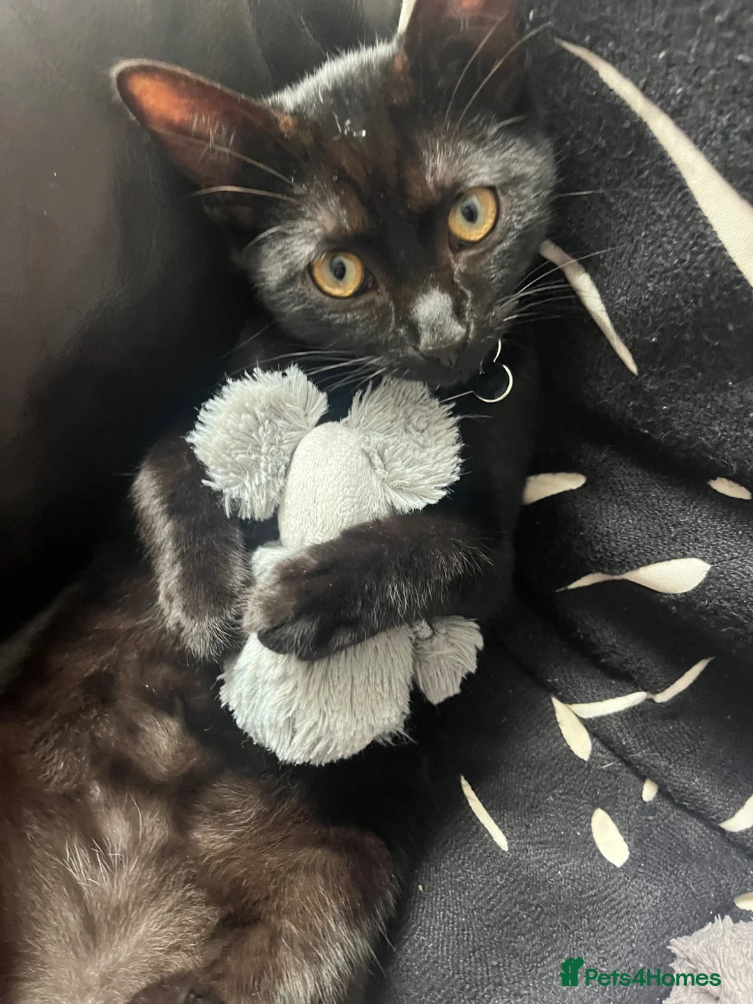 Mixed Breed cats for sale: Sweetest male 6 month old kitten  - Advert 1