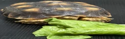 Tortoise reptiles for sale: Sulcata tortoise - Advert 3
