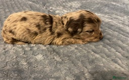 Cockapoo dogs for sale: 5 ⭐️ Cockapoo Puppies for 5 ⭐️ homes only - Image 34