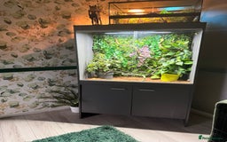 Chameleon reptiles for sale: Jackson’s breeding pair Chameleons with set up in Llandudno - Image 8