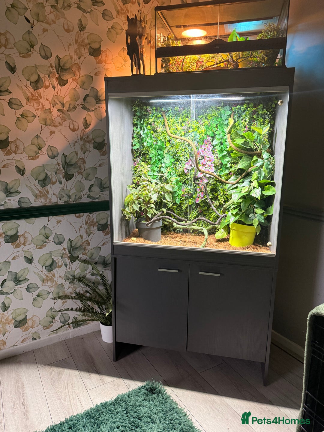 Chameleon reptiles for sale: Jackson’s breeding pair Chameleons with set up in Llandudno - Image 8