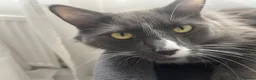 Mixed Breed cats for sale: Milo  in Nottingham - Advert 11