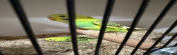 Budgerigars birds for sale: Bf, split bf, cockatiel, normals and canary - Advert 12